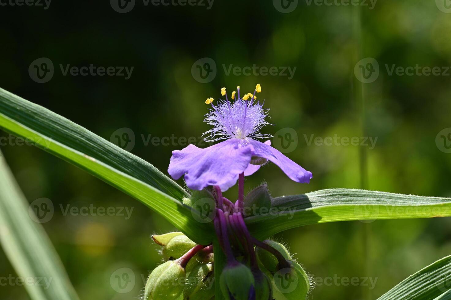 a purple flower with yellow stamens photo
