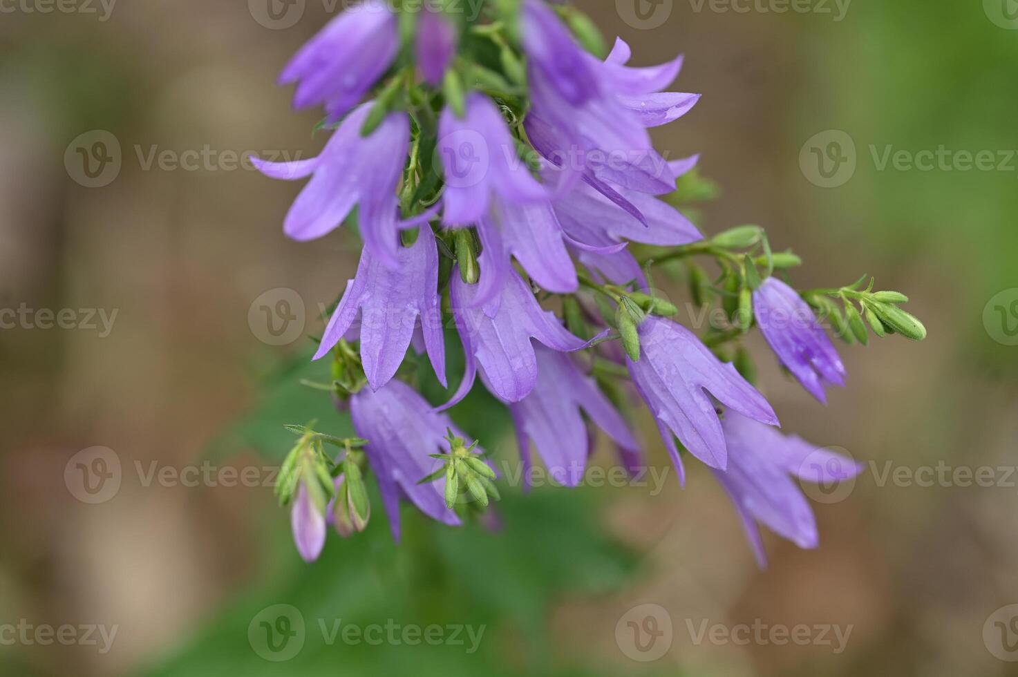 a close up of purple flowers in the wild photo
