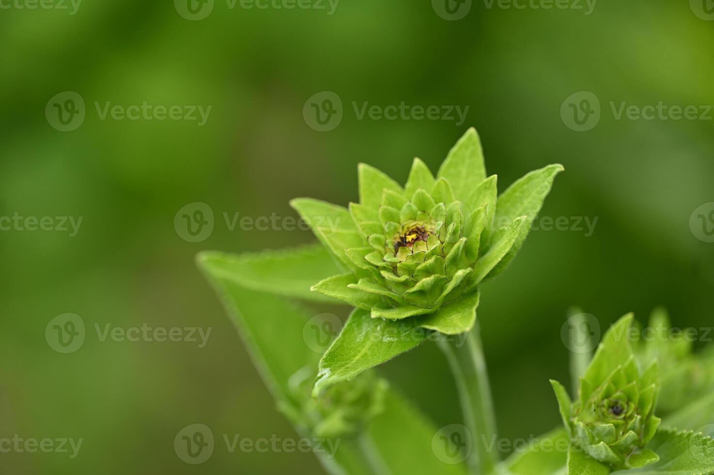 a green flower with a bee on it photo
