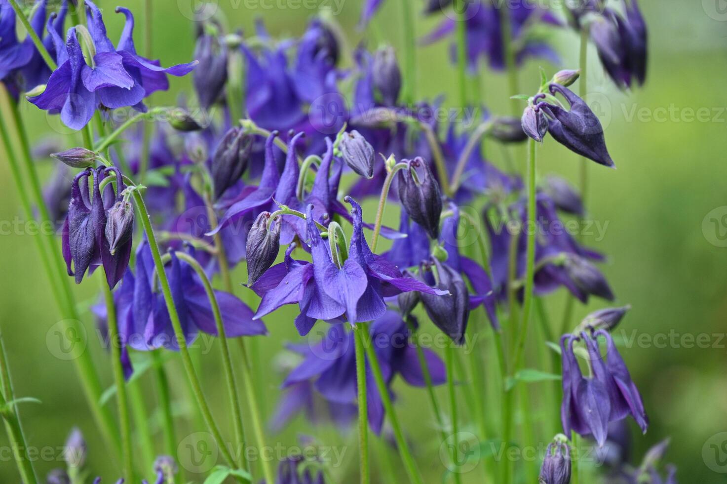a close up of purple flowers in a garden photo