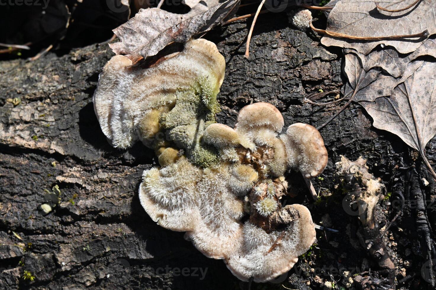 a fungus on a tree trunk photo