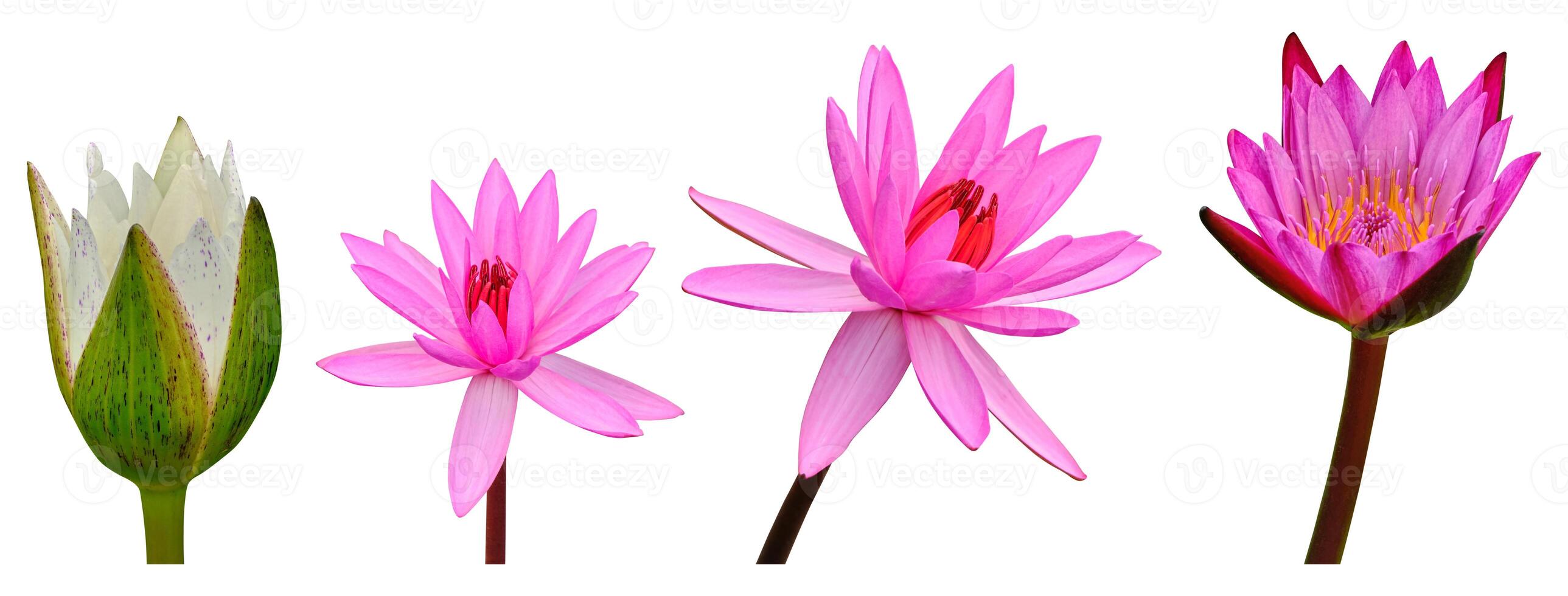 Set of Lotus flower isolated on white background. Have clipping path photo
