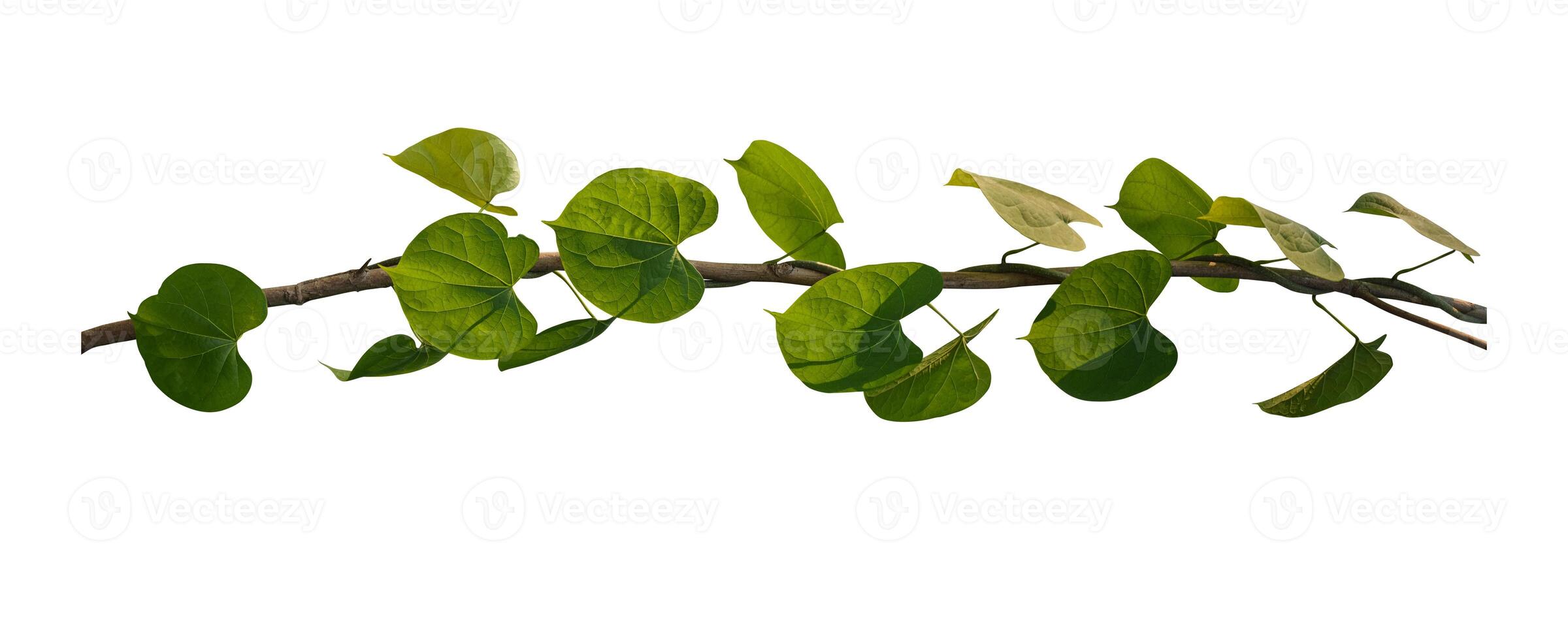 Vine Plant leaves tropic, bush foliage tree isolated on white background have clipping path photo