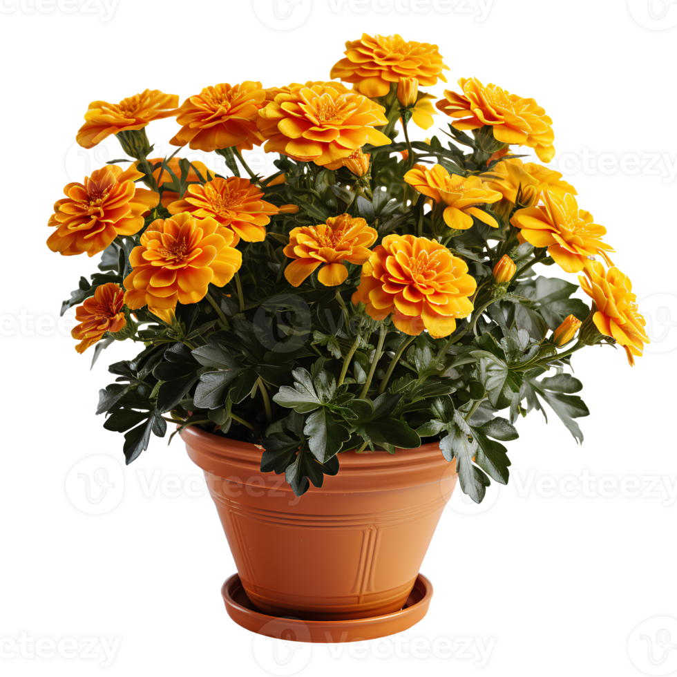 Marigold flowers in a ceramic flower pot . Yellow flowers in ceramic vase . Marigold flowers during summertime bloom isolated. Yellow flowers png