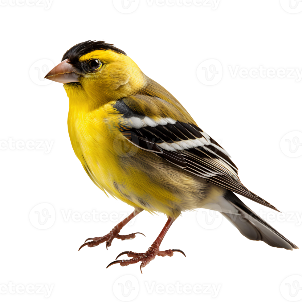 American goldfinch . American goldfinch bird isolated png