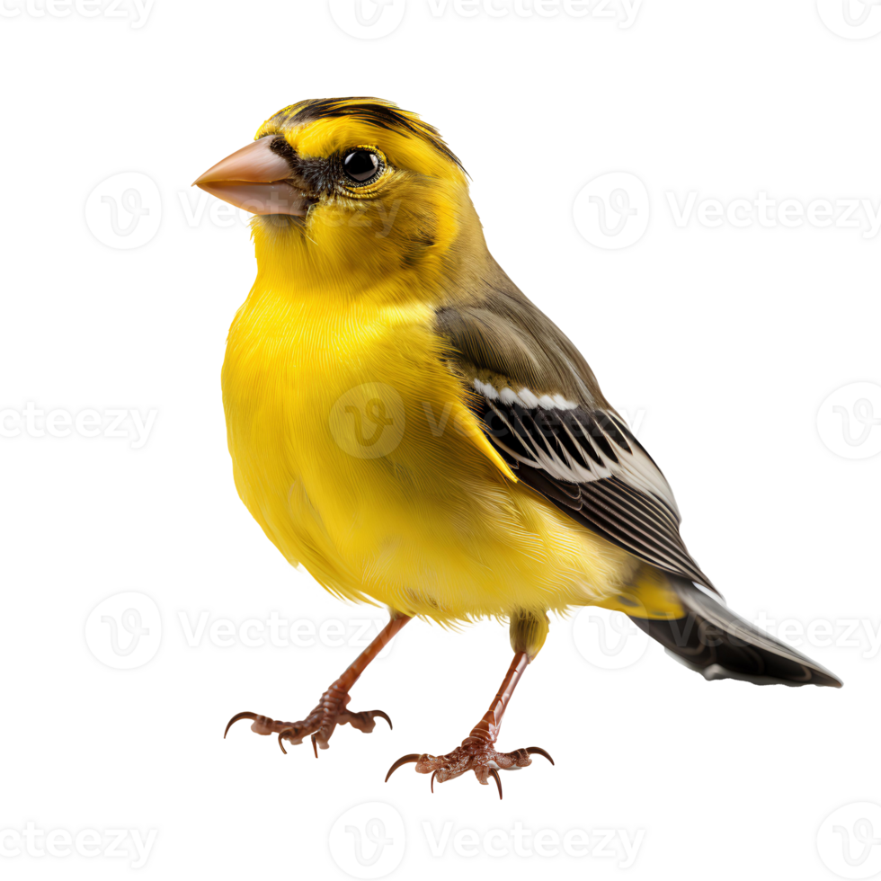 American goldfinch . American goldfinch bird isolated png