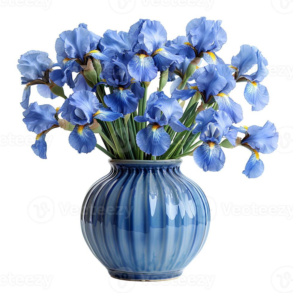 Bouquet of blue irises in a ceramic vase . Iris flower in vase . Iris flowers isolated. Summertime bloom of beautiful bluish purple Iris flowers isolated png