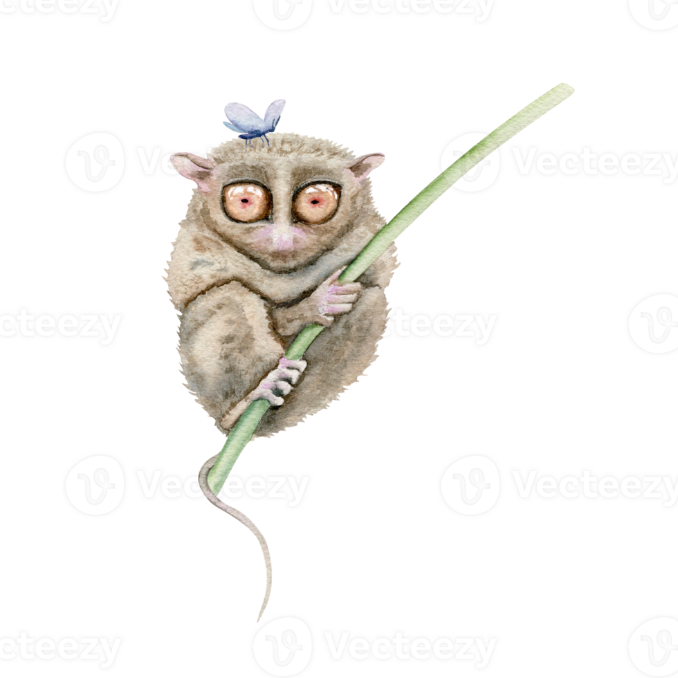 Tarsier with a blue butterfly insect. Hand drawn painting of native Philippines endangered animal. Tiny lemur primate with big eyes. Watercolor illustration element isolated on transparent background png