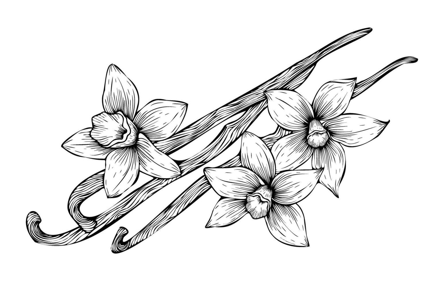 Vanilla flowers and pods outline. Hand drawn vanilla. Spices sketch style. Vanilla orchid illustration on isolated background vector