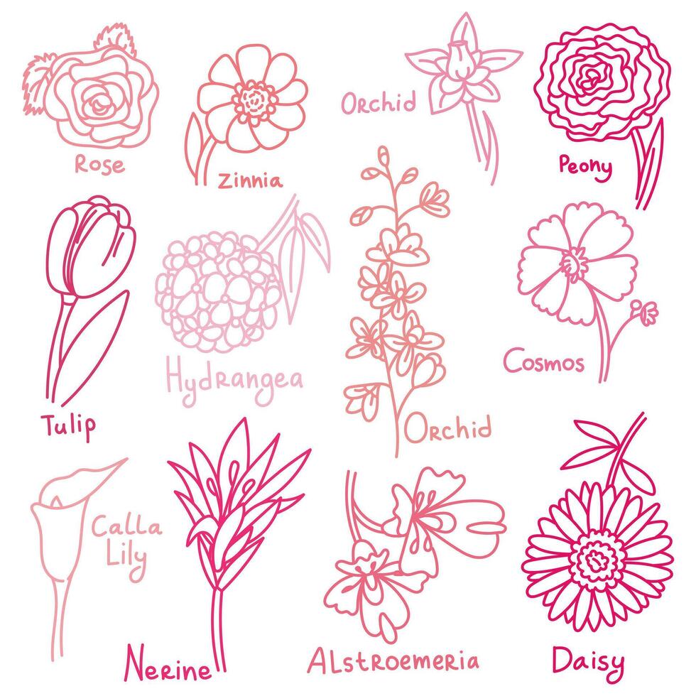 Charming set of pink flowers made in a whimsical doodle style, each with its own unique name and color. Perfect for adding tenderness and beauty to your design. A collection of flowers with the name vector