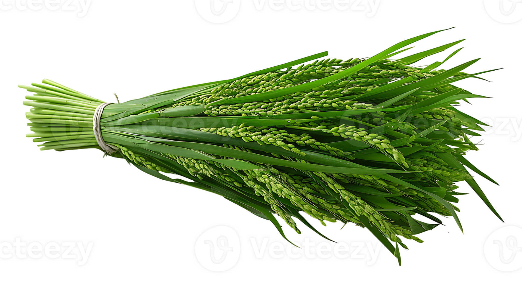 Fresh paddy on a transparent background png