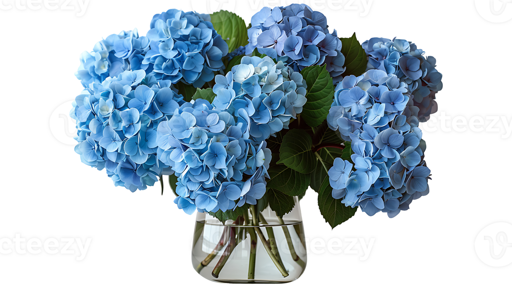 hydrangeas flowers in a glass vase on a transparent background png