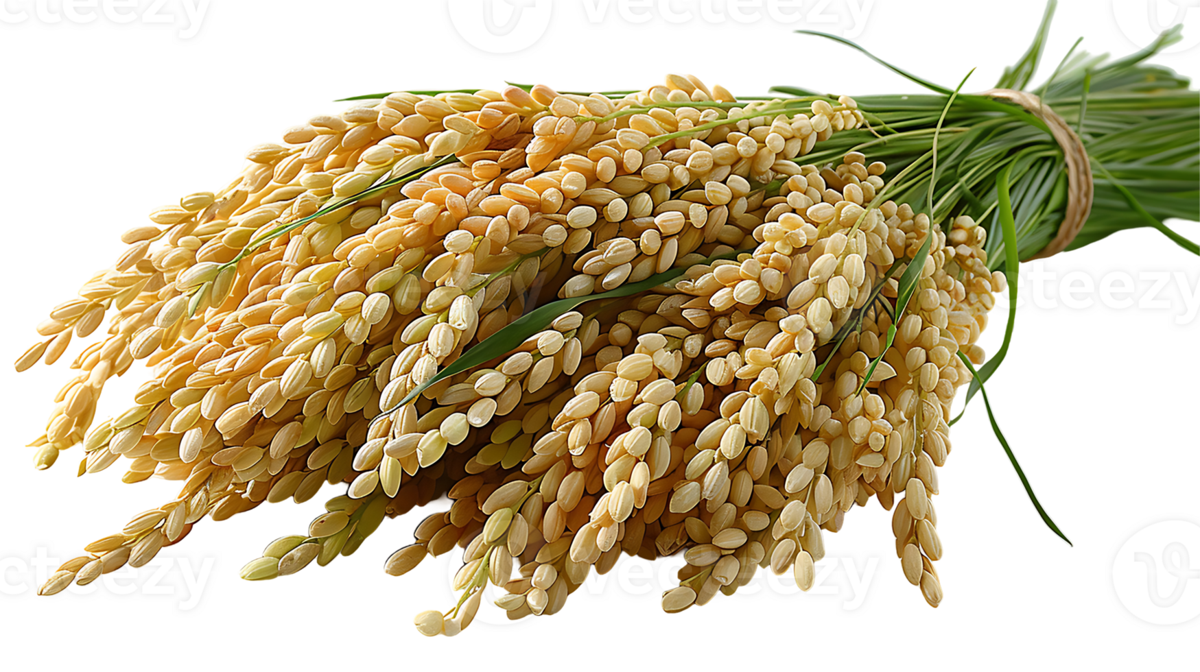 Fresh paddy on a transparent background png