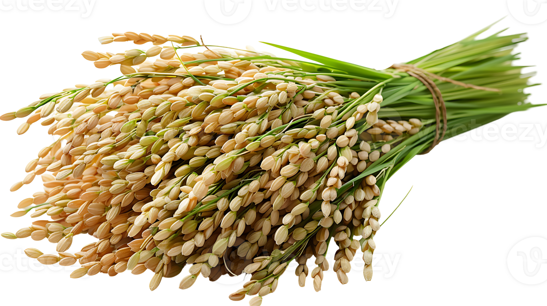 Fresh paddy on a transparent background png