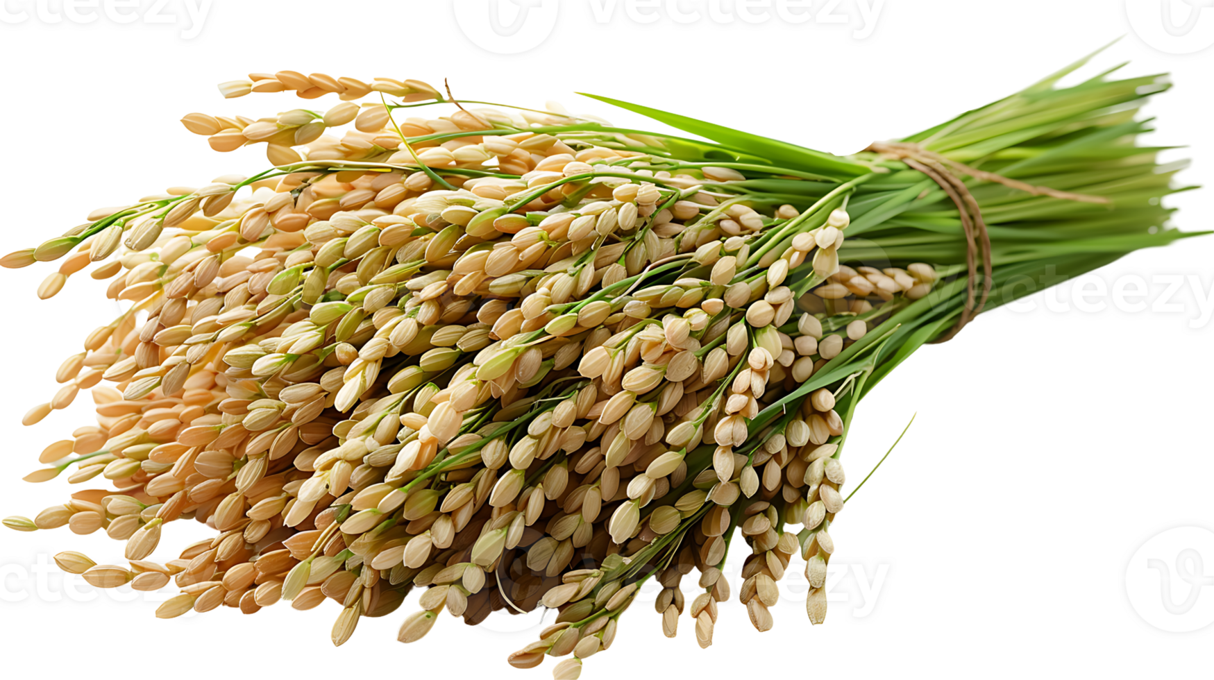 Fresh paddy on a transparent background png
