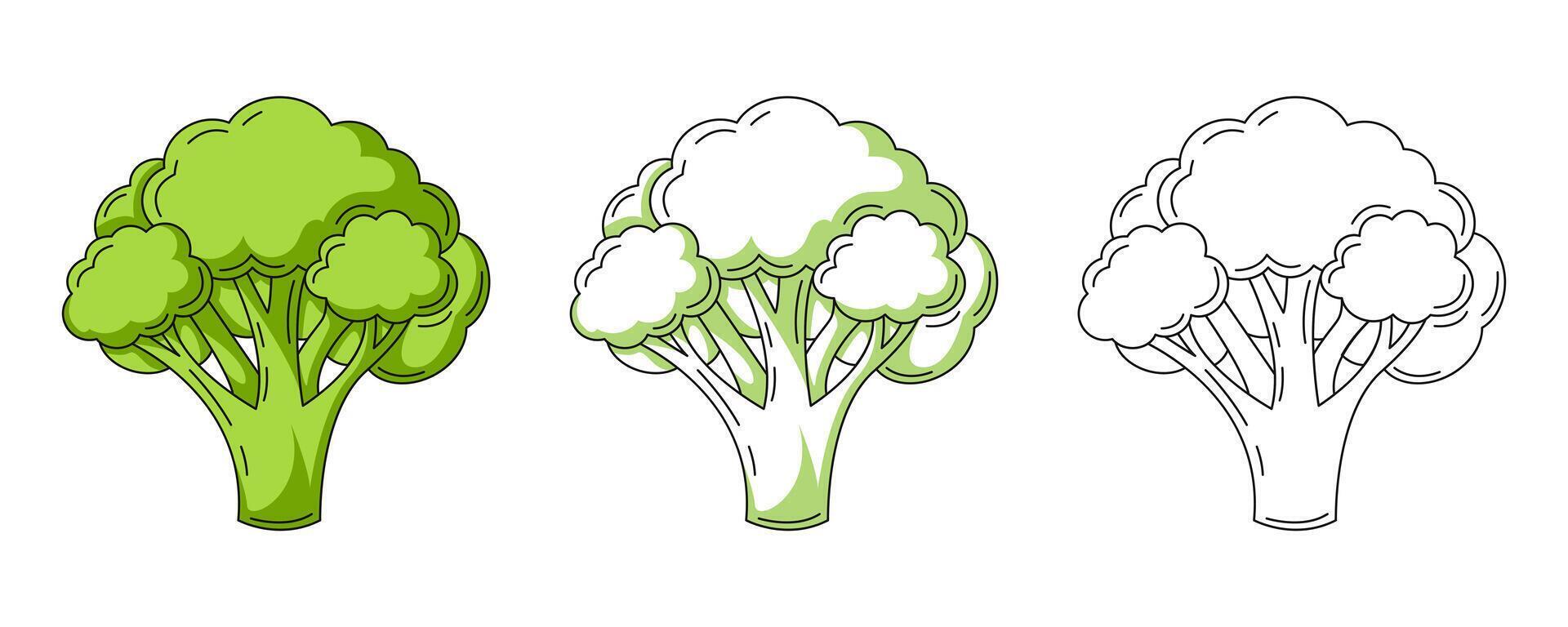 Broccoli, colorful and line icons set. Farm vegetable outline icon, monochrome and color illustration. Healthy nutrition, organic food, natural product. For sticker, logo, coloring book vector
