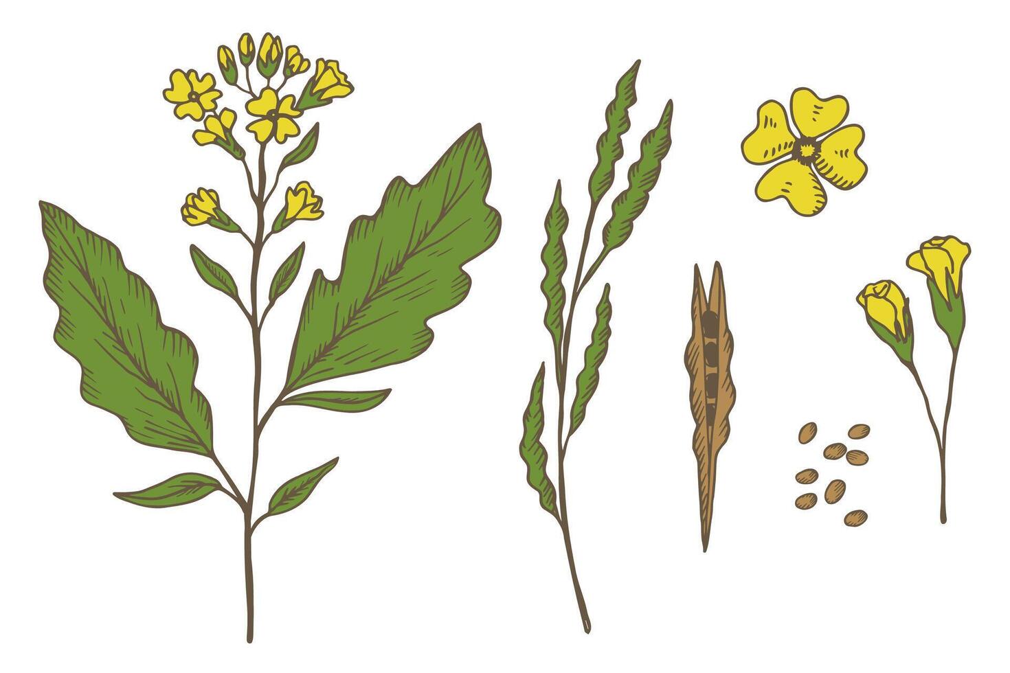 Mustard plant engraved sketch, hand drawn illustration. Set with mustard flower, branch, seed, leaf. Food ingredient, oil, organic nutrition. Design element for print, logo, paper, label, sign vector