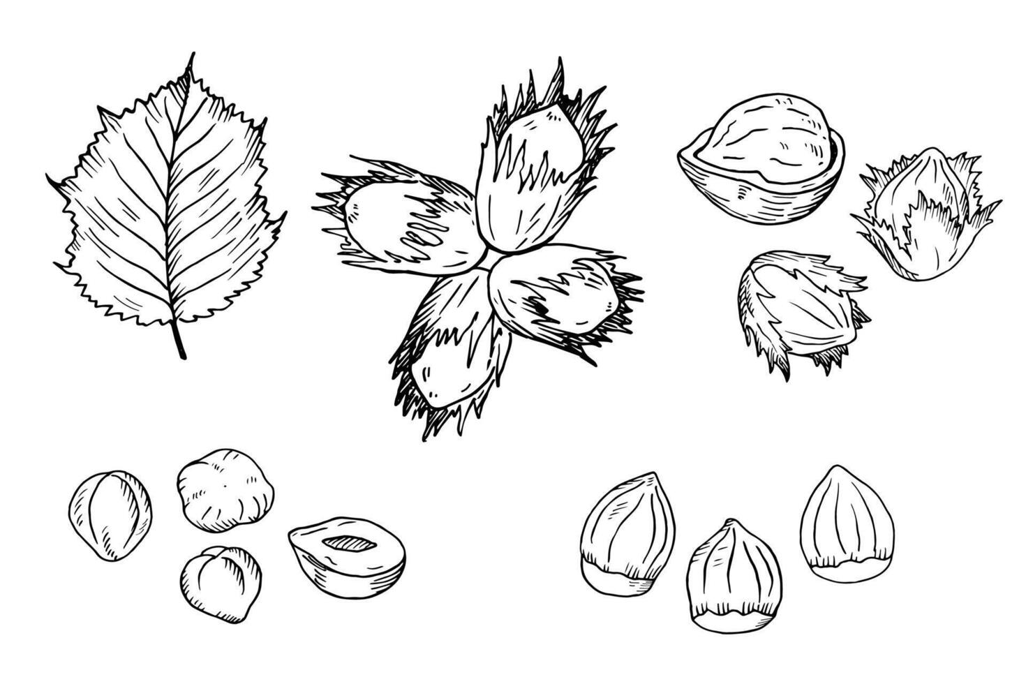 Hazel nut hand drawn set. Isolated flat hazelnut in shell and peeled with leaves engraved sketch. Natural healthy food hazelnut organic food collection for design. Vegetarian diet snack icons vector