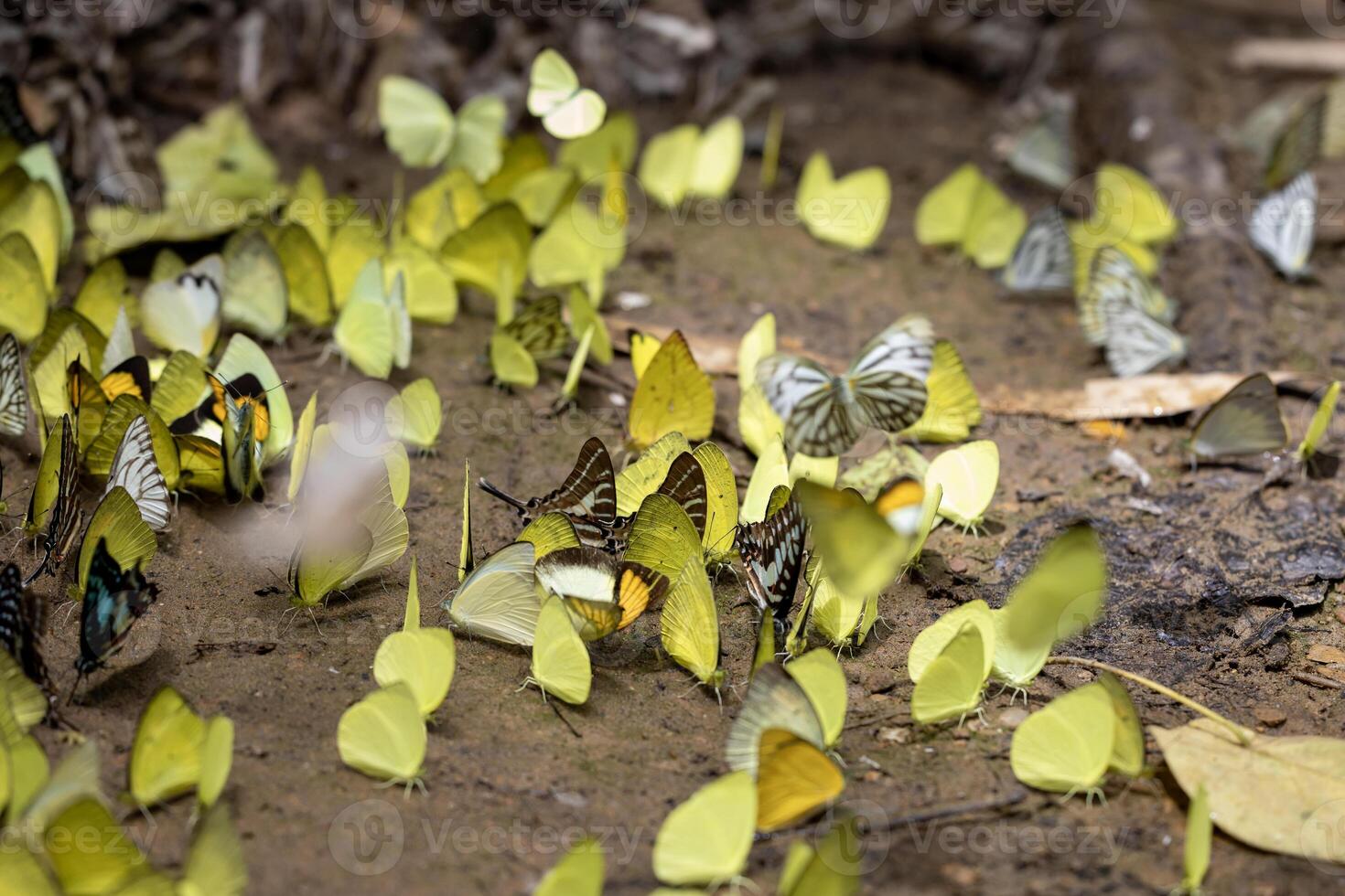Swarm of adult male butterflies sapping on salt and mineral which also call mud puddling phenomenon during summer on mating season for tropical rainforest wildlife and environmental awareness photo
