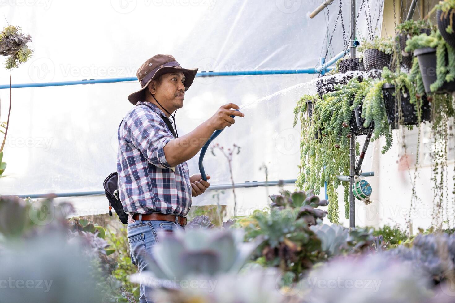 Asian gardener is watering the succulent plant inside his glasshouse using hose for hobby and ornamental garden business photo