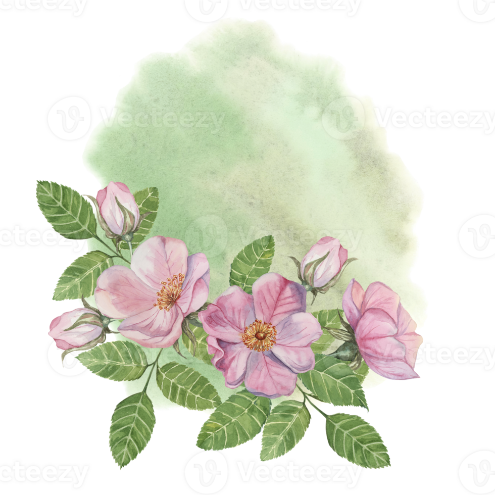 Pink rosehip flowers on the watercolor backdrop. Rosa canina branch on green stain. Floral wild rose bouquet clipart for botanical design, greeting cards, invitations, labels, cosmetics, napkins png