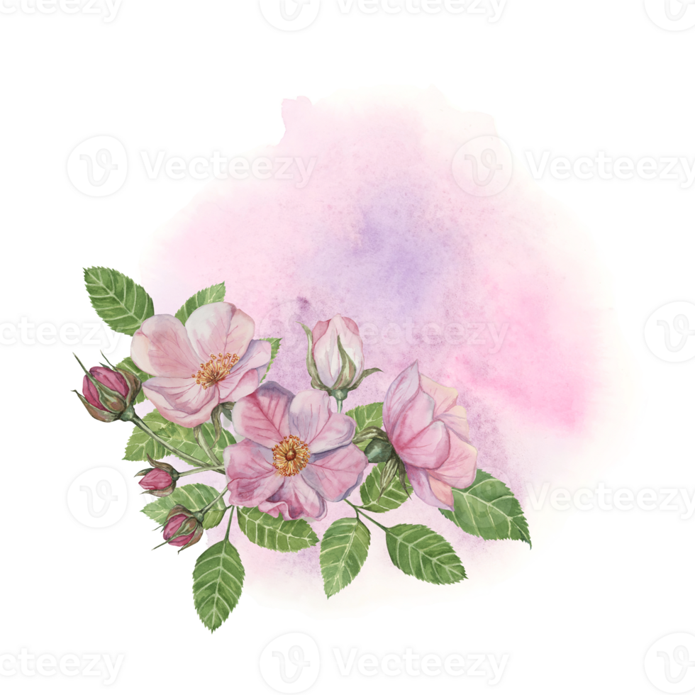 Pink rosehip flowers with green leaves on the abstract background. Rosa canina flower arrangement on watercolor stain. Floral dog rose clipart for greeting cards, invitations, label, cosmetics, napkin png
