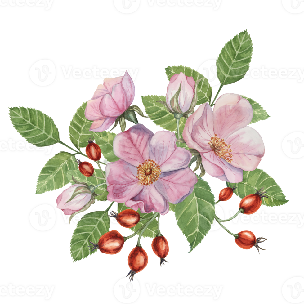 Red rosehip berries and Pink wild rose flowers with buds on watercolor stained background. Rosa canina plant branch with fruits. Dogrose clipart for botanical design, cards, invitations, scrapbooking png