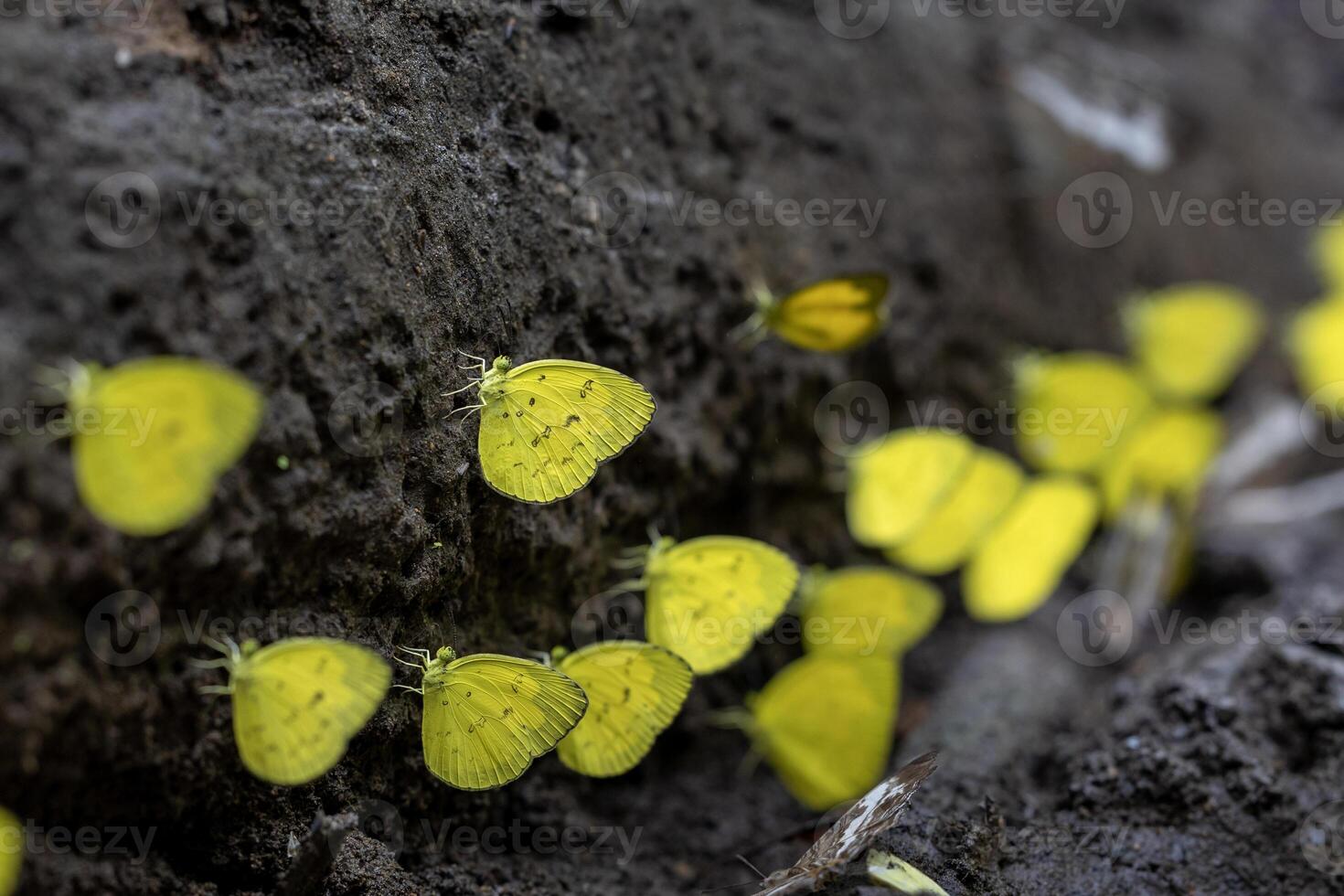Common grass yellow butterflies or eurema hecabe is sapping on salt and mineral which also call mud puddling phenomenon during summer on mating season in tropical rainforest area photo