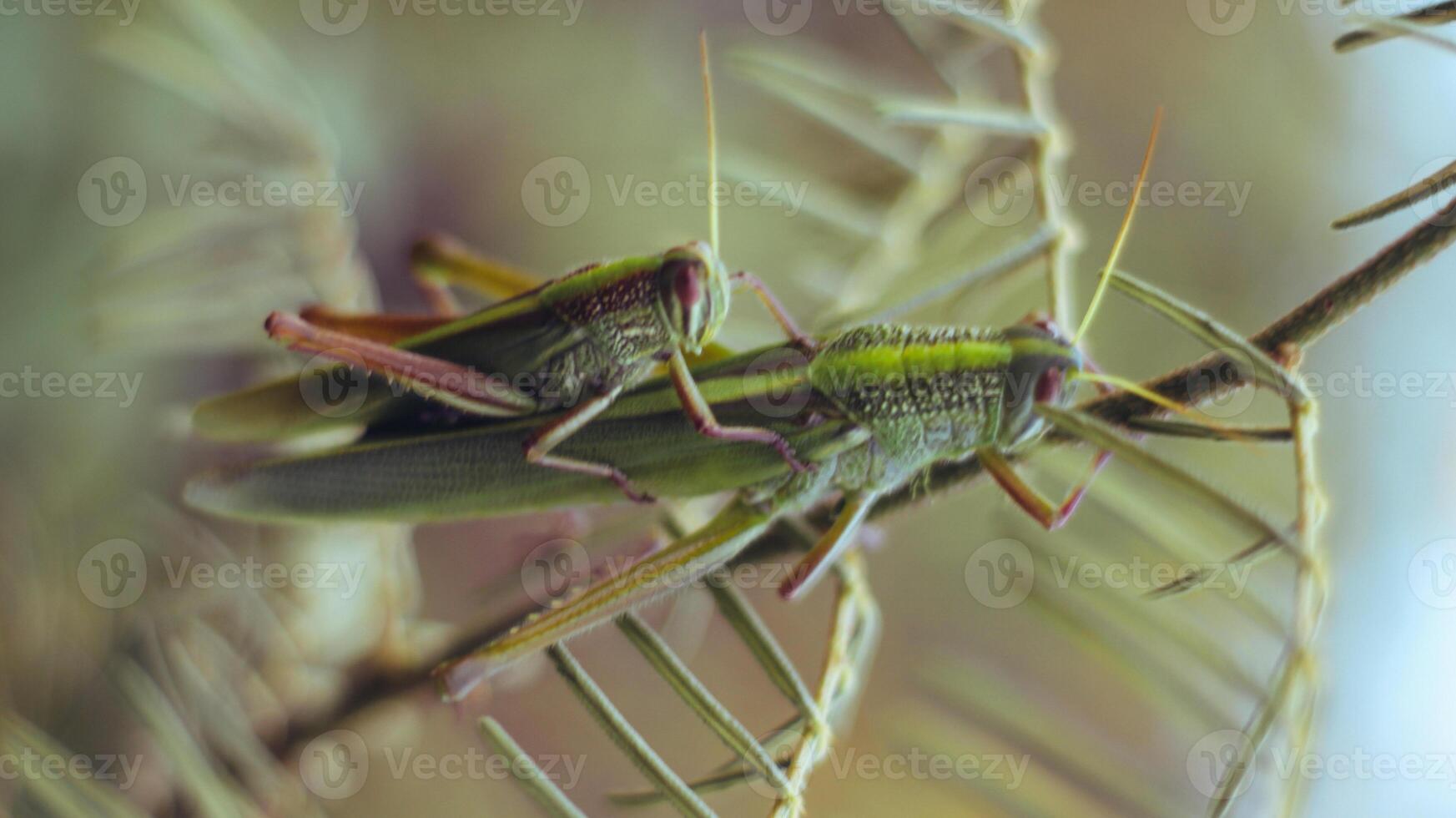 image of a grasshopper on a leaf photo