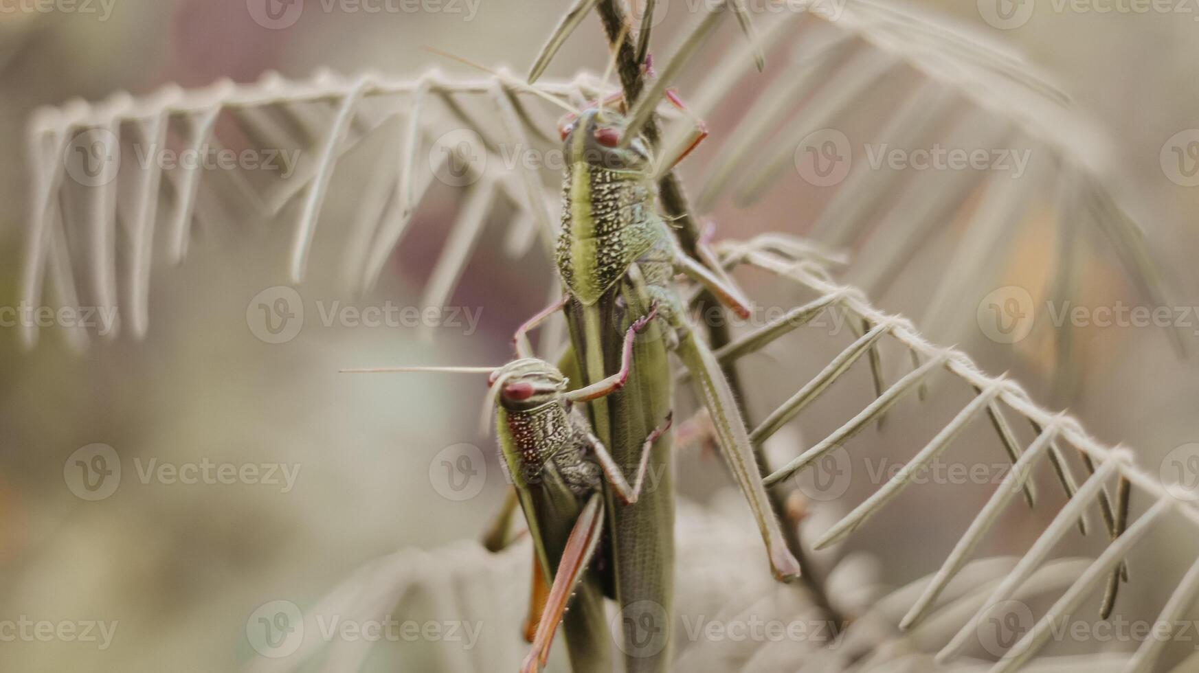 image of a grasshopper on a leaf photo