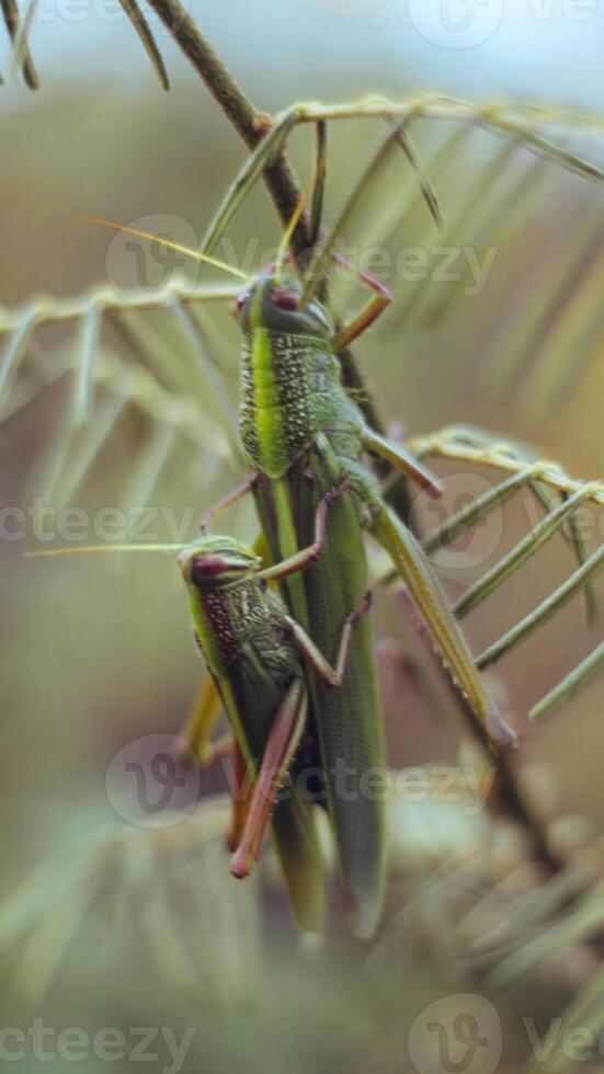 image of a grasshopper on a leaf photo
