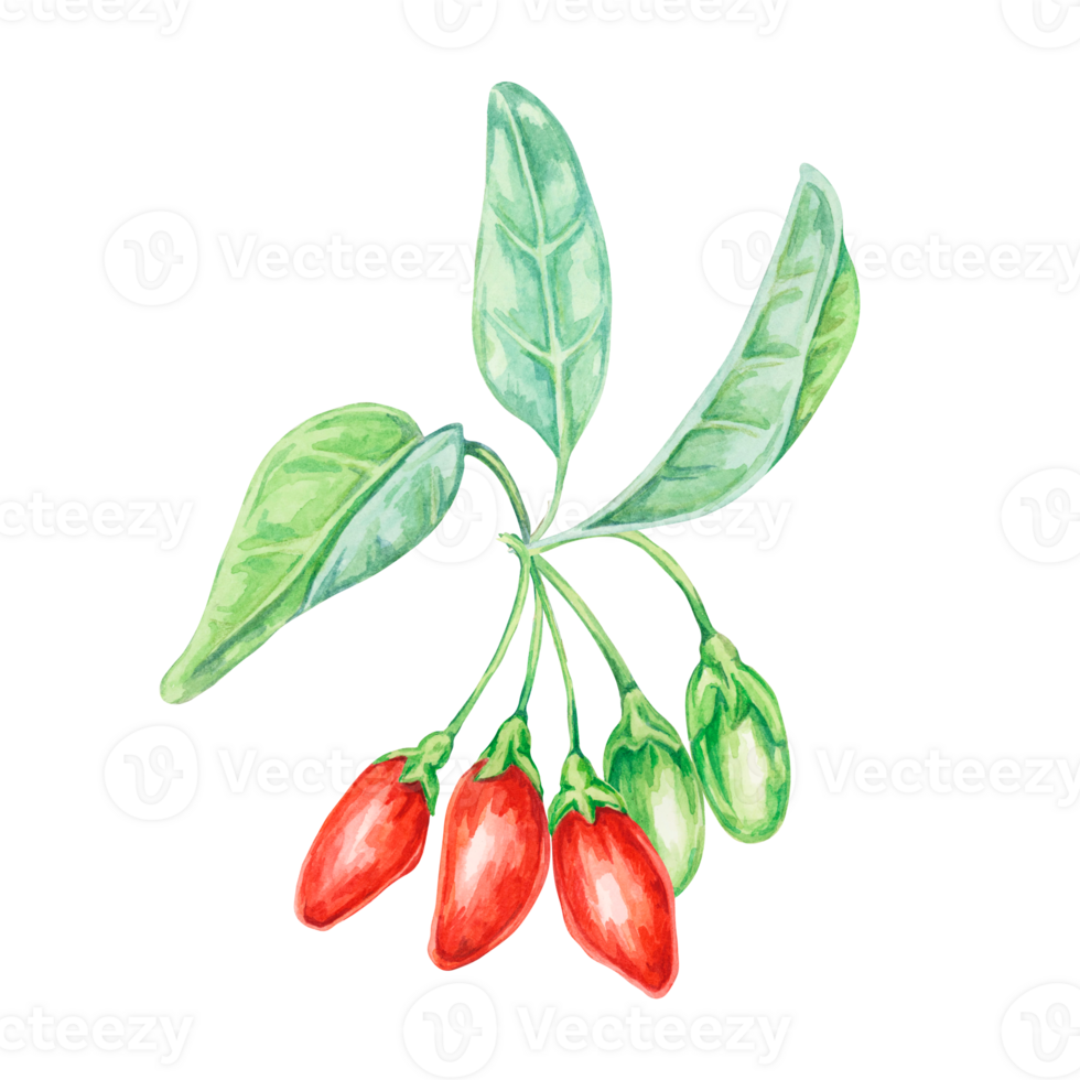 Several goji berries on the branch with leaves Watercolor illustration. Hand-drawn clipart of licium barbarum fruits, leaves. Design for printing, packaging, cards, posters png