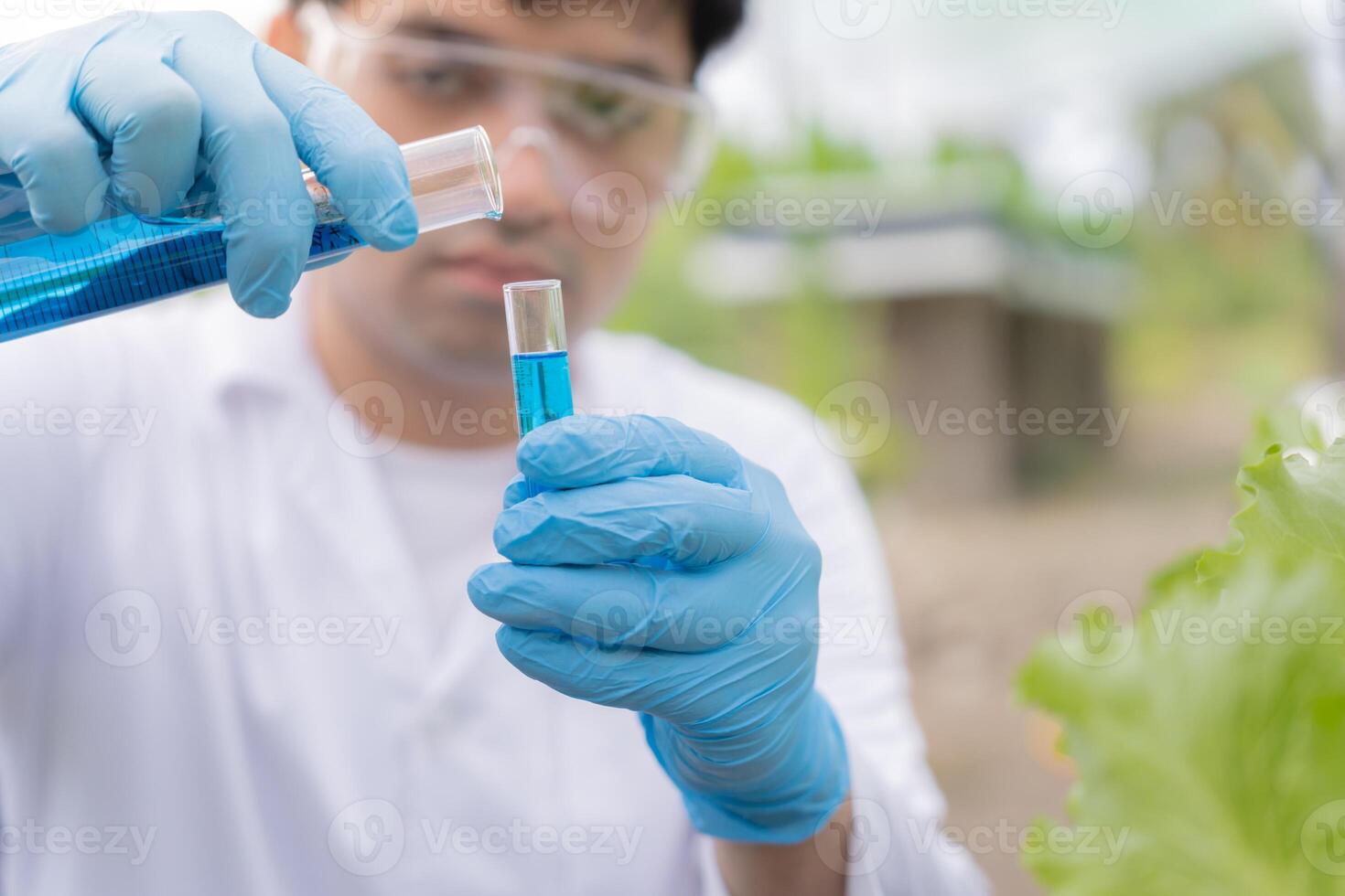 Organic farming, salad farm. Science farmers are checking water conditions during planting, checking for pesticide residues. Hydroponics vegetable, Ecological Biological, Healthy, Vegetarian, ecology photo
