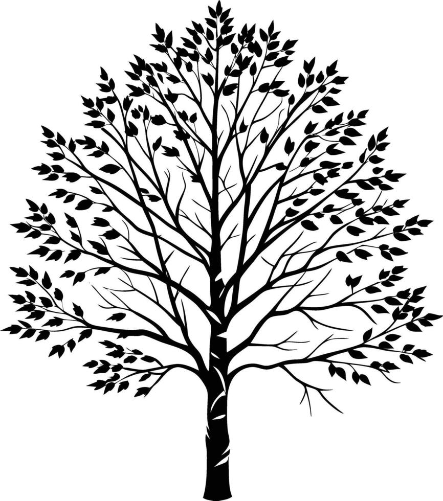 A black and white birch Tree Silhouette with leaves vector