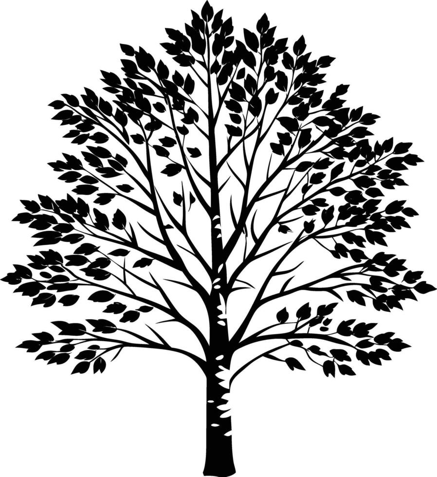 A black and white birch Tree Silhouette with leaves vector