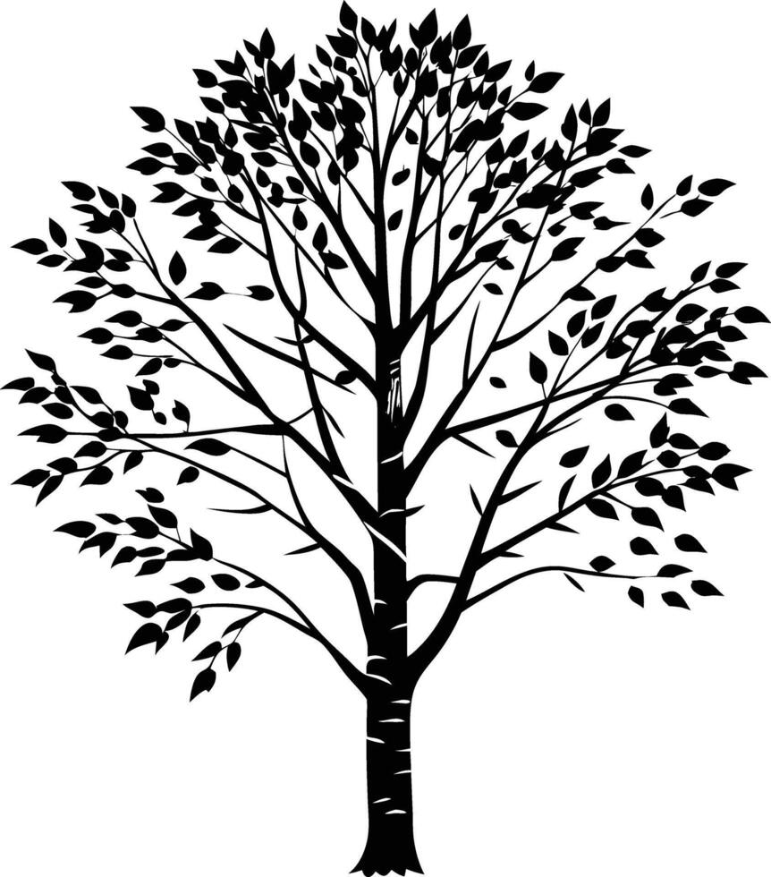 A black and white birch Tree Silhouette with leaves vector