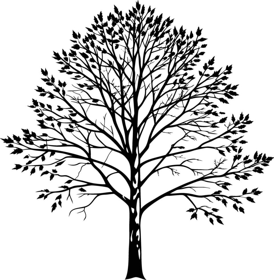 A black and white birch Tree Silhouette with leaves vector