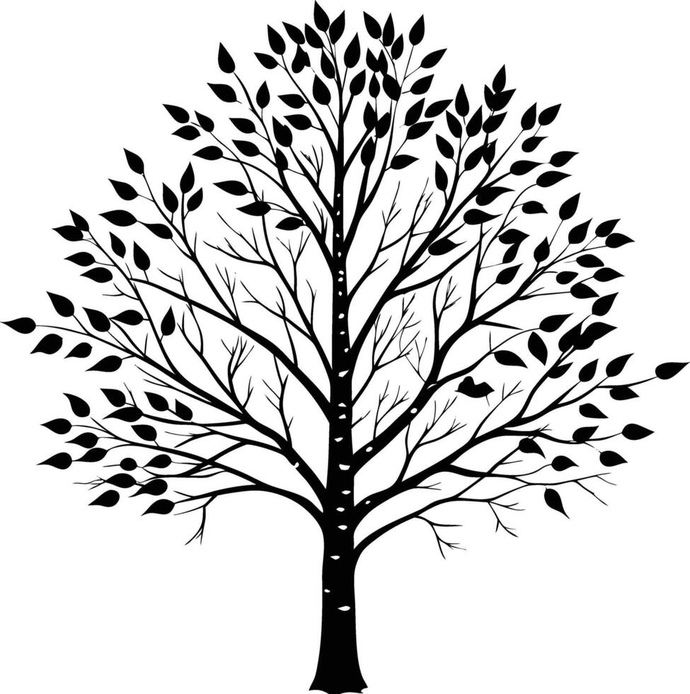 A black and white birch Tree Silhouette with leaves vector