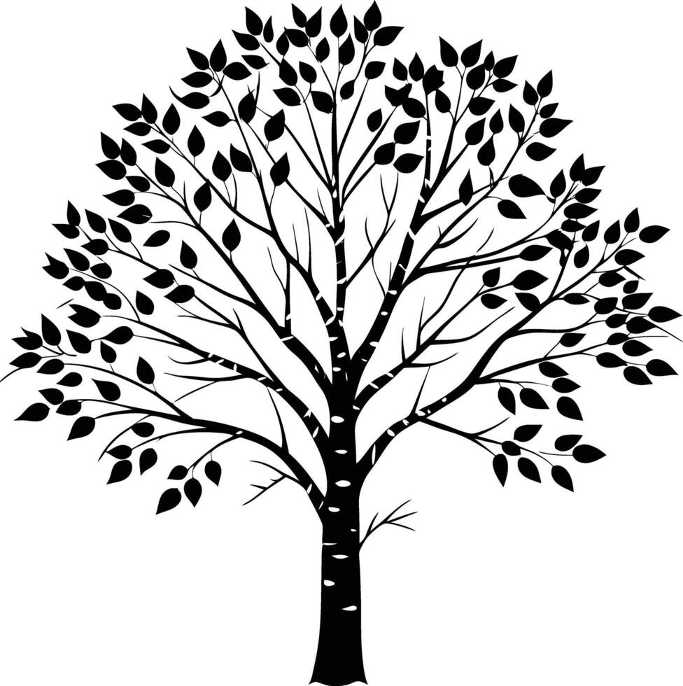 A black and white birch Tree Silhouette with leaves vector