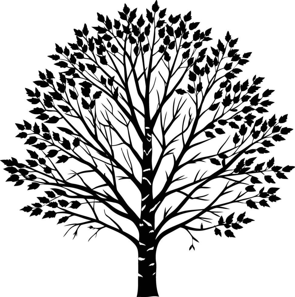 A black and white birch Tree Silhouette with leaves vector