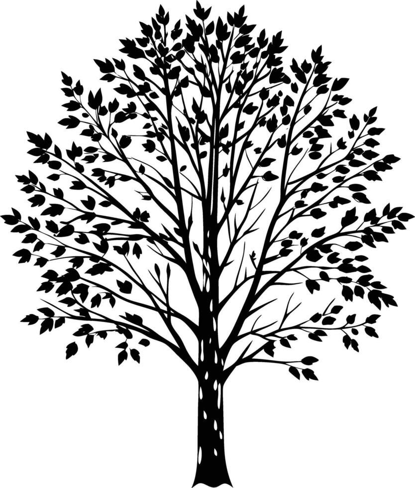 A black and white birch Tree Silhouette with leaves vector