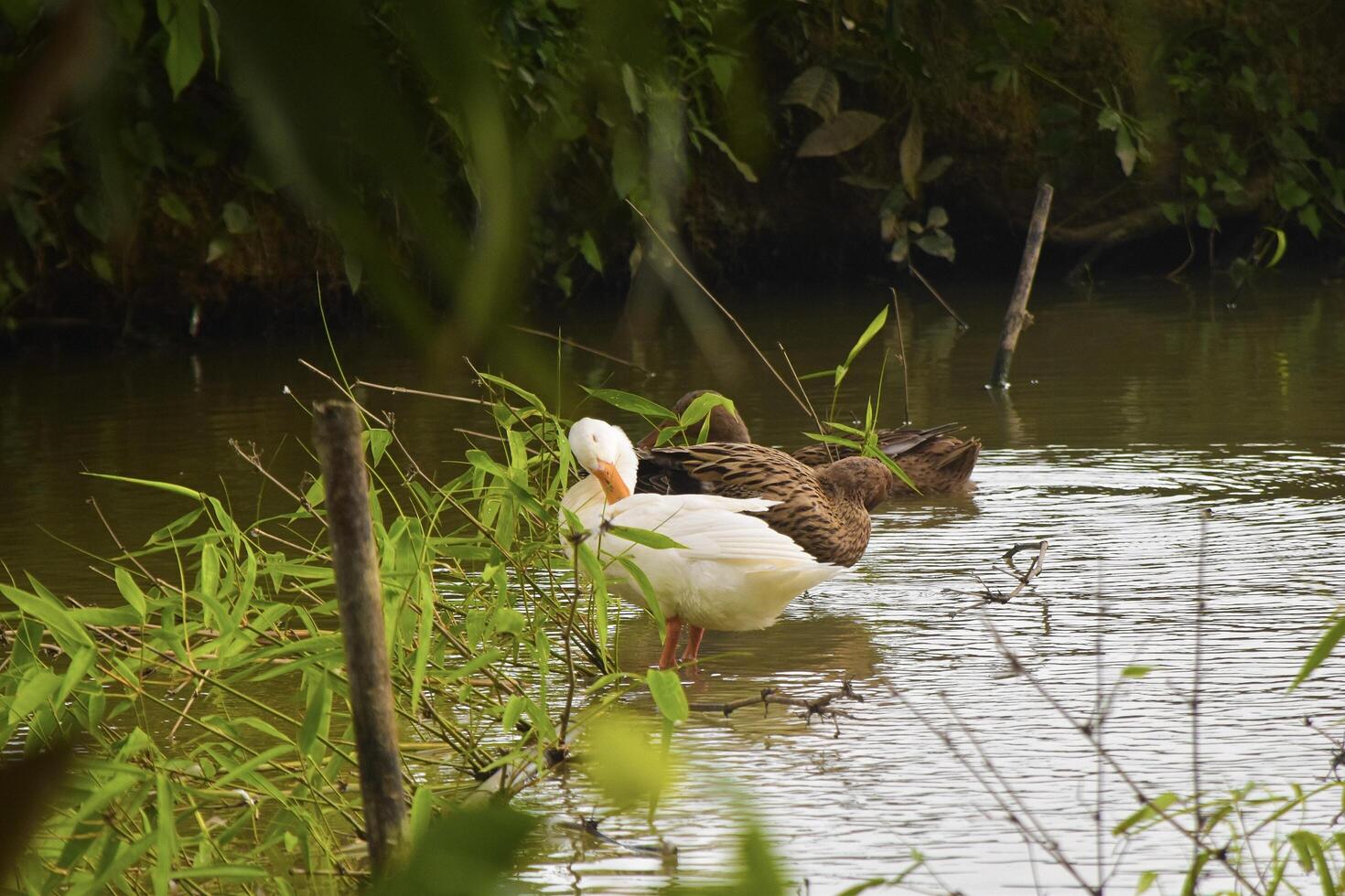 many duck in the pond photo