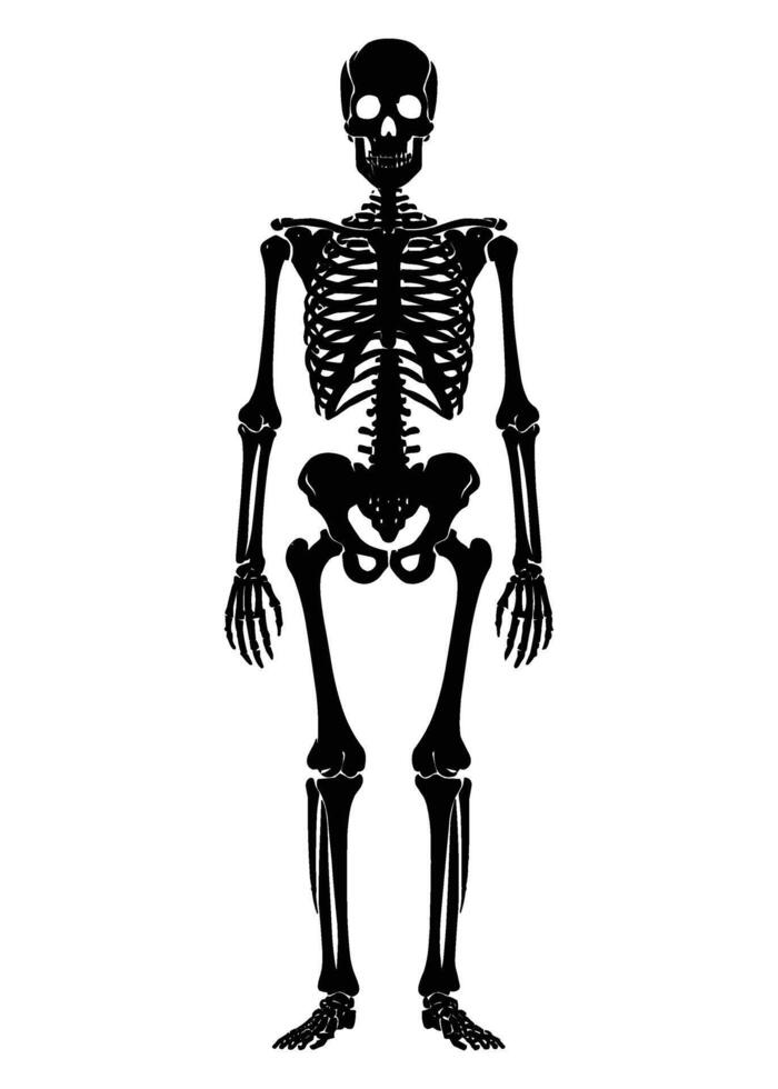 Black and white human skeleton silhouette illustration isolated on white background vector
