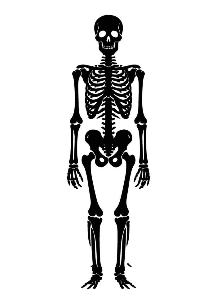 Black and white human skeleton silhouette illustration isolated on white background vector
