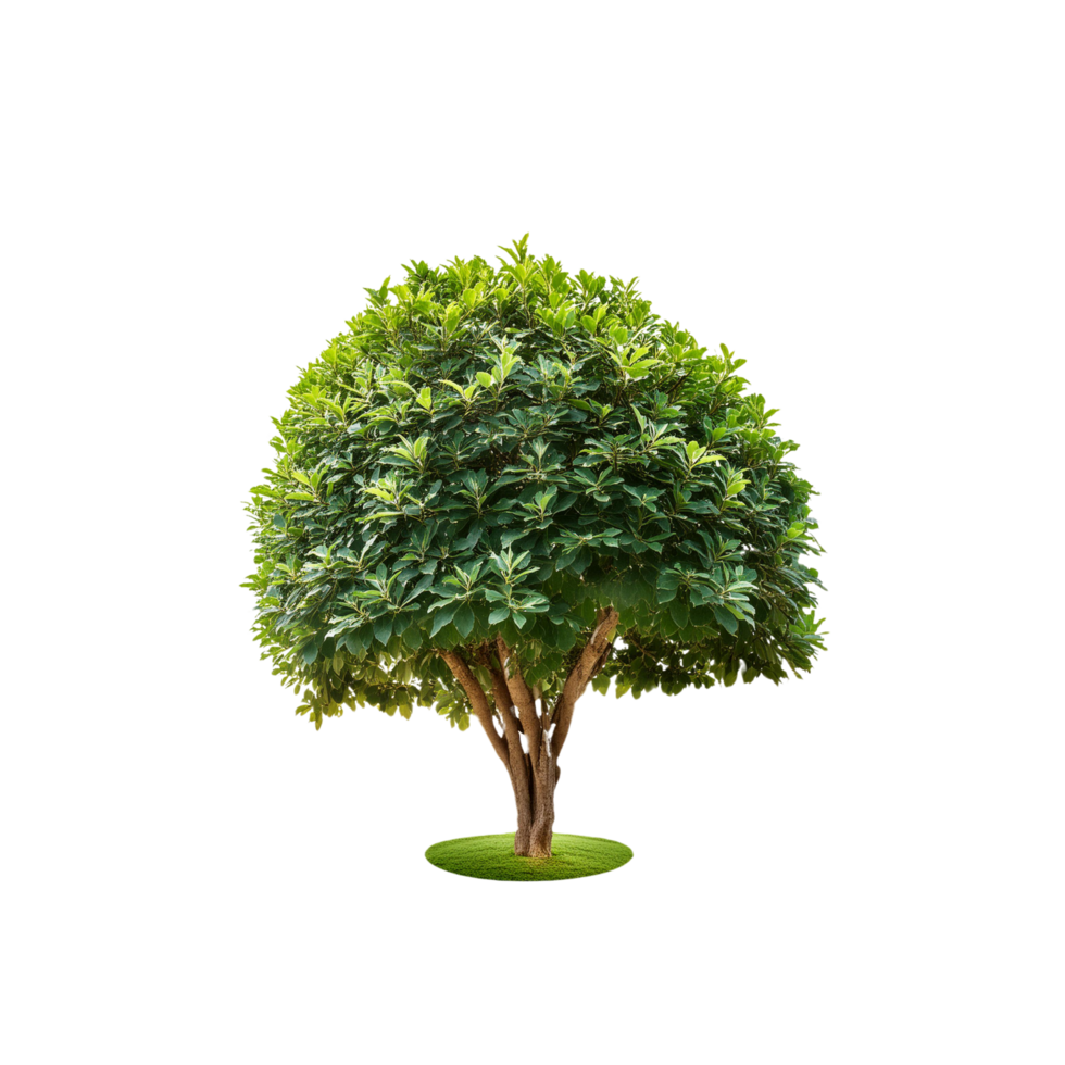 Tropical Serene Tree 3D Illustrations Cut on Transparent Background png