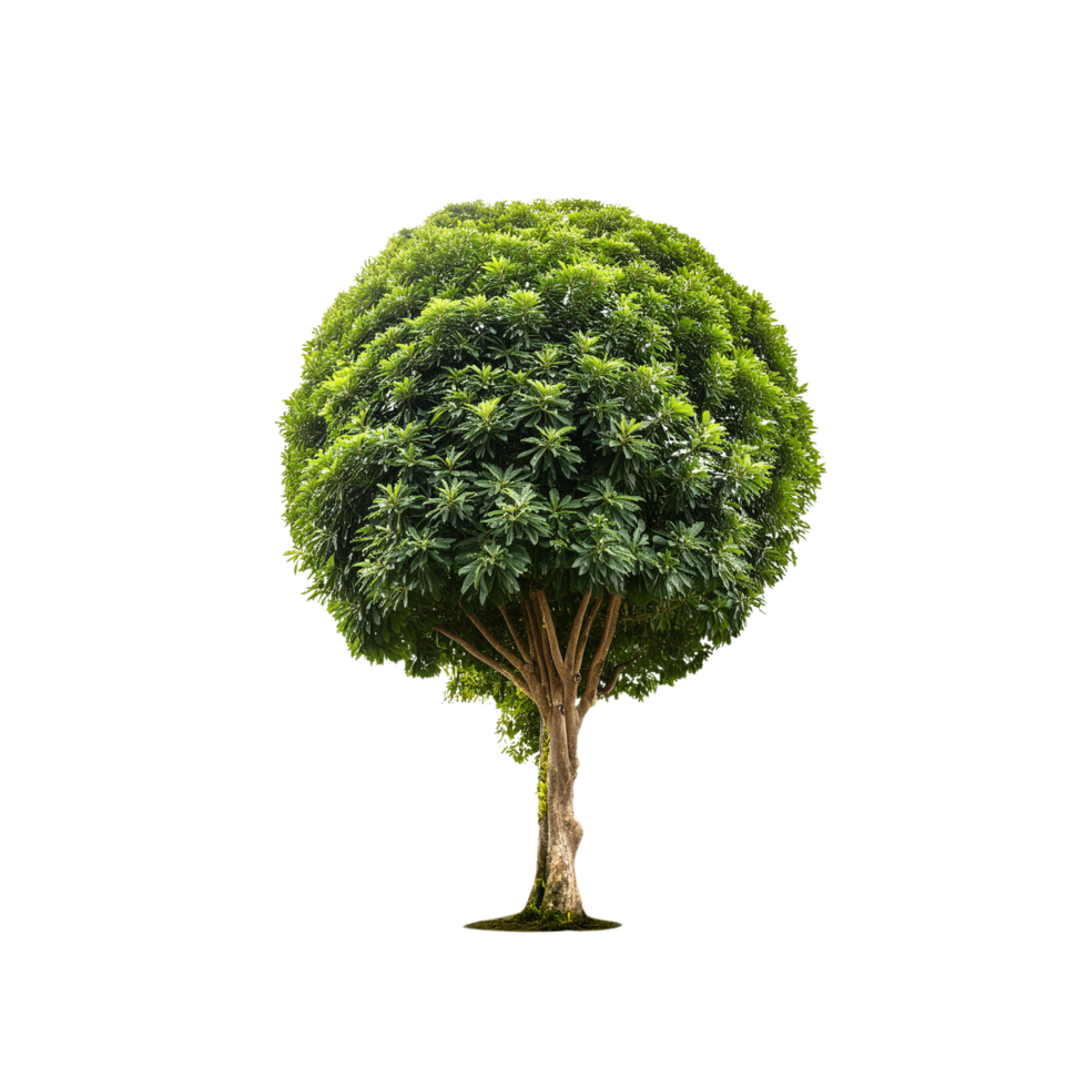 Tropical Serene Tree 3D Illustrations Cut on Transparent Background png