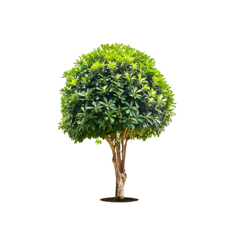 Tropical Serene Tree 3D Illustrations Cut on Transparent Background png