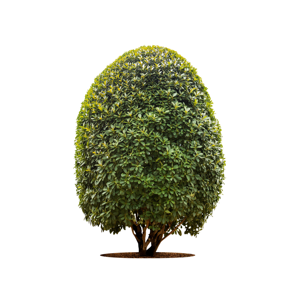 Tropical Serene Tree 3D Illustrations Cut on Transparent Background png
