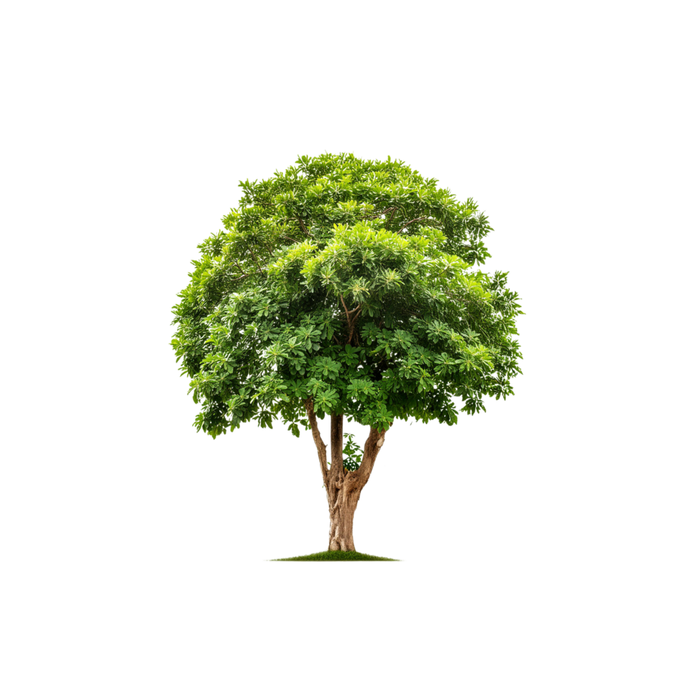 Tropical Serene Tree 3D Illustrations Cut on Transparent Background png