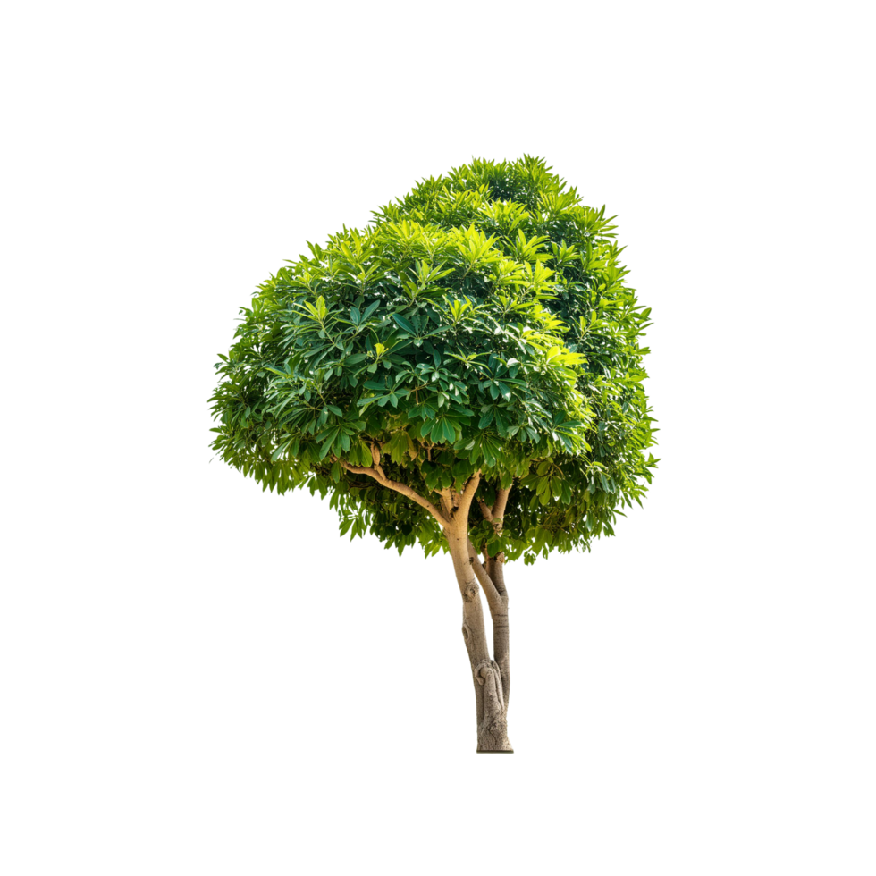 Tropical Serene Tree 3D Illustrations Cut on Transparent Background png